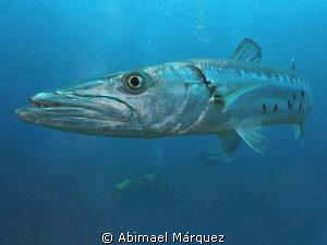 Barracuda by Abimael Márquez 